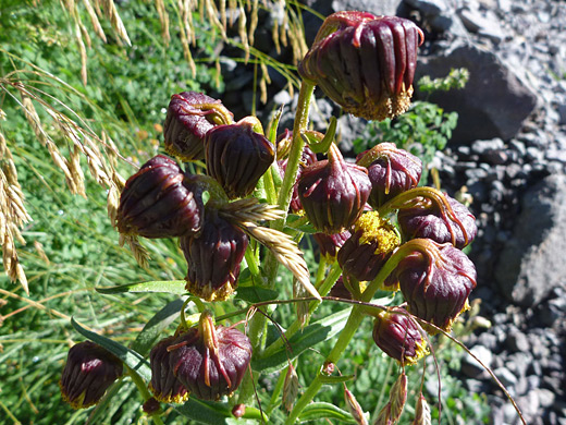 Nodding Ragwort; Nodding ragwort (senecio bigelovii), along the Ice Lake Trail, San Juan Mountains, Colorado
