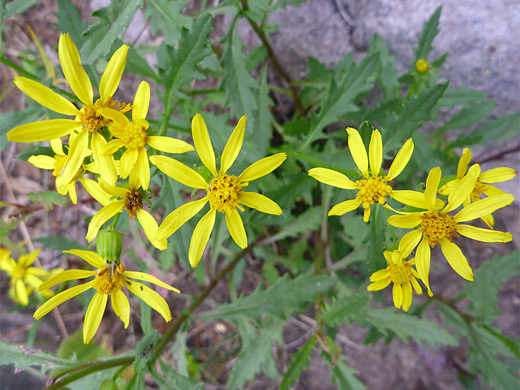 Cutleaf Groundsel; Yellow flowers of senecio eremophilus (cutleaf groundsel), Uinta Mountains