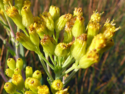 Water Ragwort; Clustered flowerheads of senecio hydrophilus, Gibbon Hill, Yellowstone National Park, Wyoming