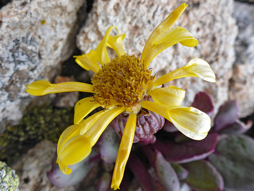 Colorado Ragwort; Yellow flowerhead of senecio soldanella along the Porphyry Basin Trail, San Juan Mountains, Colorado