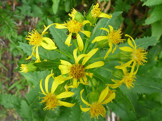 Arrowleaf Ragwort; Arrowleaf ragwort (senecio triangularis), along the Chasm Lake Trail, Rocky Mountain National Park, Colorado
