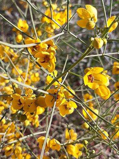 Silver Senna; Senna artemisioides (silver senna), Mesa, Arizona