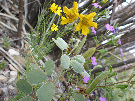 Durango Wild Sensitive-Plant; Flowers, leaves and seed pods - senna durangensis along the Dome Trail, Big Bend Ranch State Park, Texas