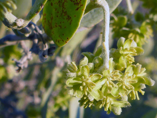 Jojoba; Simmondsia chinensis (jojoba), Tortolita Mountains, Arizona