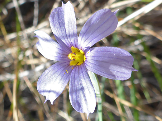Death Valley Blue-Eyed Grass; Six pale purple petals; sisyrinchium funereum, Grapevine Springs, Death Valley National Park, California