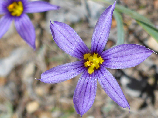 Nevada Blue-Eyed Grass; Six petals, yellow at the base; sisyrinchium halophilum, Waterfall Canyon, Red Rock Canyon NCA, Nevada