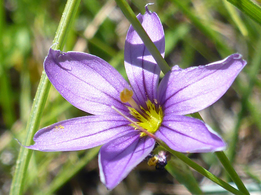 Common Blue-Eyed Grass; Purple petals and sepals of sisyrinchium montanum, Rabbit Creek, Yellowstone National Park, Wyoming