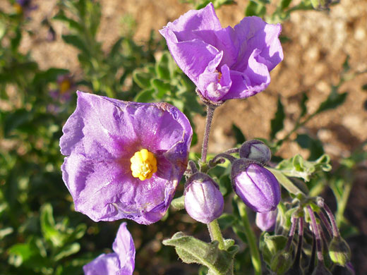 Purple Nightshade; Purple nightshade (solanum xanti), Sears-Kay Ruins, Arizona