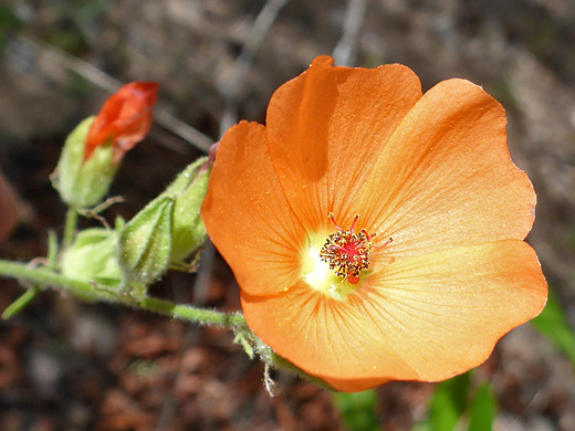 Rusby's Desert-Mallow; Large, orange flower of sphaeralcea rusbyi, Lower Fish Creek, Superstition Mountains, Arizona