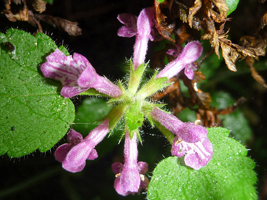 Coast Hedge Nettle; Stachys mexicana in Humbug Mountain State Park, Oregon