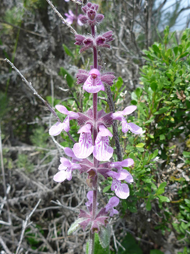 Rough Hedge Nettle; Pink flowers and purple bracts of hedgenettle (stachys rigida), along the Valencia Peak Trail in Montana de Oro State Park