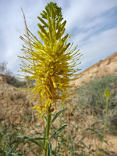 Desert Plume; Desert plume (stanleya pinnata), near Little Finland, Nevada