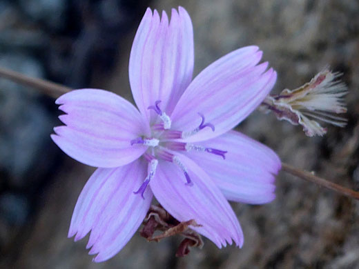 Small Wirelettuce; Stephanomeria exigua var exigua (small wirelettuce), Mt Ellsworth, Henry Mountains, Utah