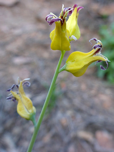 Lyreleaf Jewelflower; Yellow flowers - streptanthus carinatus ssp arizonicus, Arch Canyon Trail, Organ Pipe Cactus National Monument, Arizona