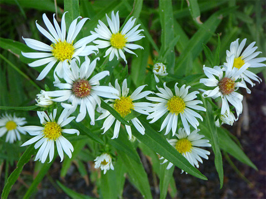 Eaton's Aster; White flowers of symphyotrichum eatonii (Eaton's aster), Yellowstone National Park