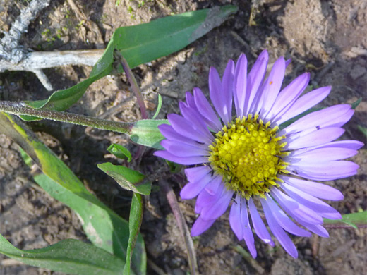 Leafy Aster; Dark purple flower - symphyotrichum foliaceum (Alpine leafybract aster), Uinta Mountains