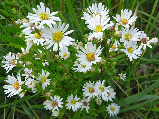 Panicled Aster; White flowers of symphyotrichum lanceolatum (panicled aster), Uinta Mountains