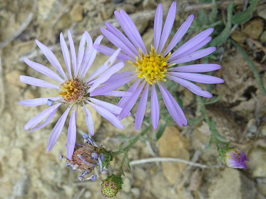 Western Mountain Aster; Purple flowers of symphyotrichum spathulatum (western mountain aster), in Nine Mile Canyon