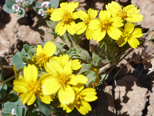 Yellowray Fremont's-Gold; Two groups of yellow flowerheads; syntrichopappus fremontii, Anasazi Valley, Santa Clara River Reserve, Utah