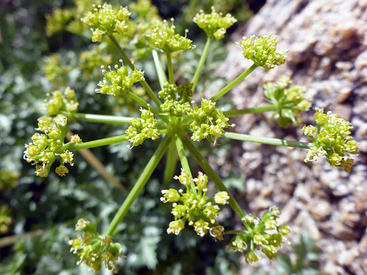 Parish's Umbrellawort; Clusters of tiny, greenish-yellow flowers; tauschia parishii, Alabama Hills, California