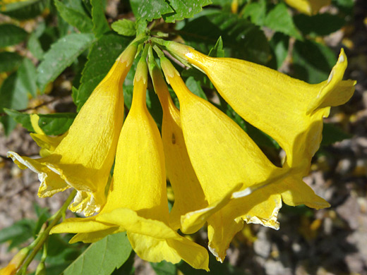 Yellow Trumpetbush; Large yellow flowers of tecoma stans, at the Desert Botanical Garden, Phoenix, Arizona
