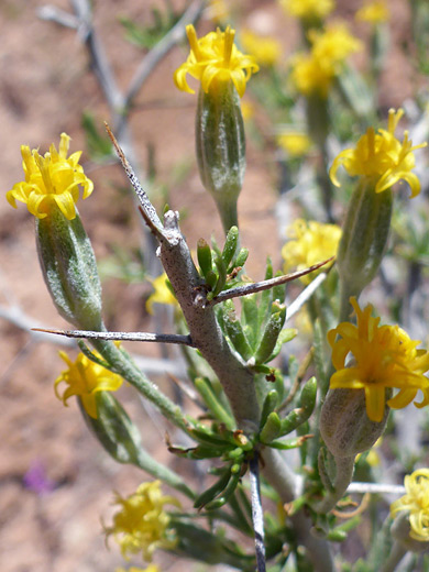Longspine Horsebrush; Yellow flowerheads; tetradymia axillaris, Wittwer Canyon, Santa Clara River Reserve, Utah