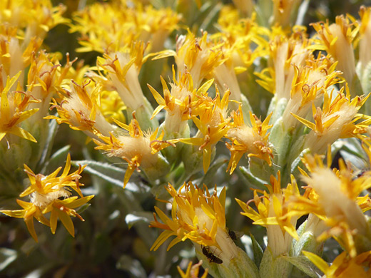 Spineless Horsebrush; Yellow florets and whitish bristles - tetradymia canescens, Step House, Mesa Verde National Park, Colorado