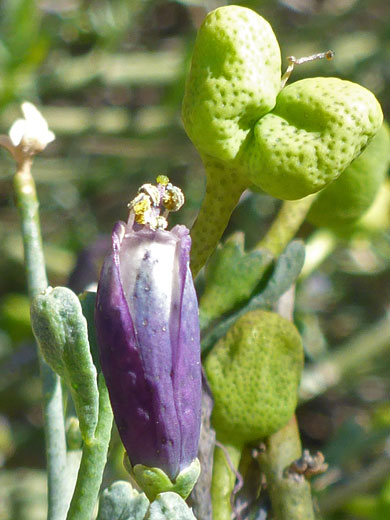 Turpentine Bloom; Thamnosma montana (turpentine bloom), Spur Cross Ranch Conservation Area, Arizona