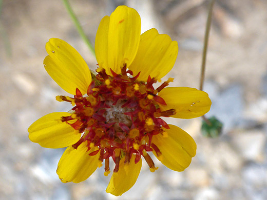Stiff Greenthread; Yellow rays and red discs - thelesperma filifolium along the Dome Trail in Big Bend Ranch State Park, Texas