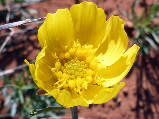 Navajo Tea; Cup-shaped yellow flowerhead; thelesperma subnudum, Bonelli Spring Route, Vermilion Cliffs National Monument, Arizona