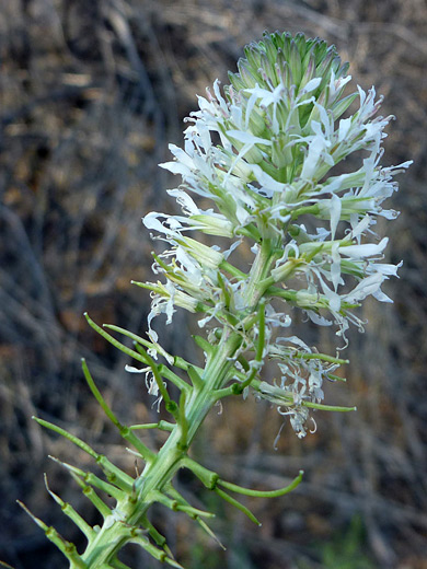 Entireleaved Thelypody; Thelypodium integrifolium beside Fish Creek, Cedar Mesa, Utah