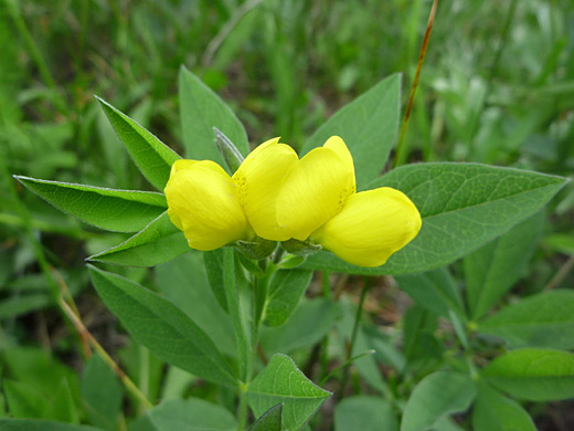 Spreadfruit Goldenbanner; Thermopsis divaricarpa (spreadfruit goldenbanner), along the Cerro Grande Trail, Bandelier National Monument, New Mexico