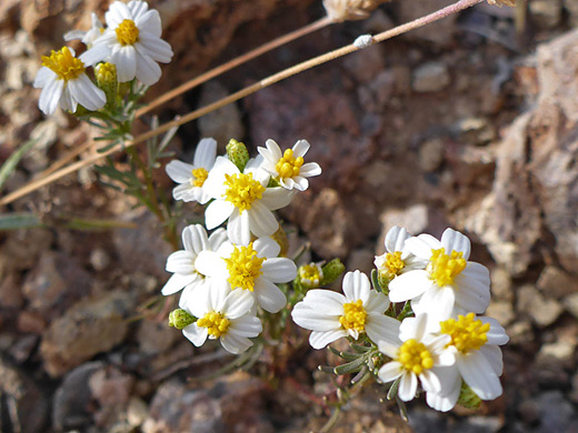 Sonoran Pricklyleaf; White and yellow flowerheads - thymophylla concinna at Pinkley Peak, Organ Pipe Cactus National Monument, Arizona
