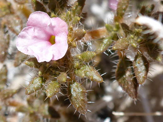 Mat Crinklemat; Pale pink flower and brownish leaves; tiquilia latior, Salt Trail, Little Colorado River, Arizona