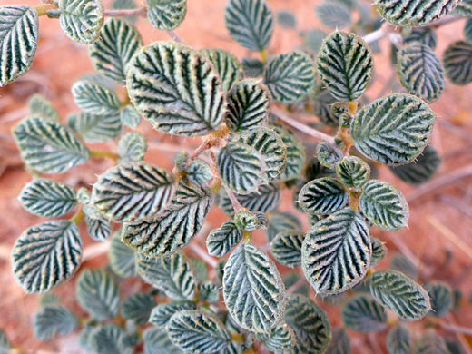 Fan-Leaved Crinklemat; Tiquilia plicata (fan-leaved tiquilia), Valley of Fire Wash, Valley of Fire State Park, Nevada
