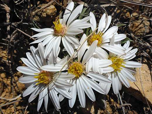 Annual Townsend Daisy; Townsendia annua in Guadalupe Mountains National Park, Texas