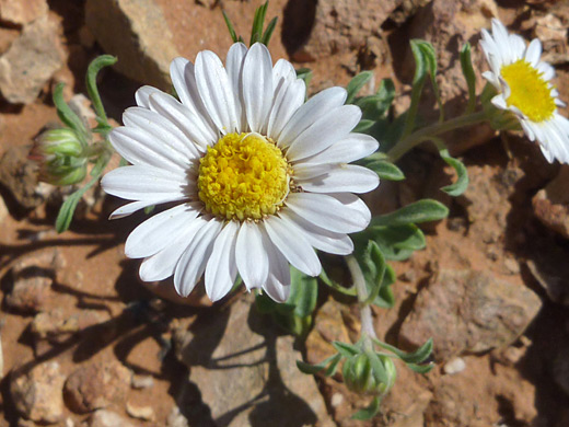 Easter Daisy; Townsendia incana in Tanner Wash, Arizona