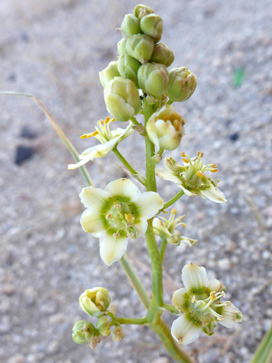Desert Death Camas; Elongated, developing flower cluster; toxicoscordion brevibracteatum, Alpine Butte Wildlife Sanctuary, California
