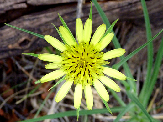 Yellow Salsify; Symmetric yellow flower of tragopogon dubius (yellow salsify), City of Rocks National Reserve