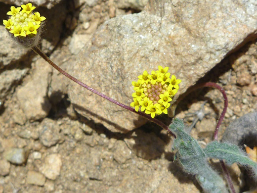 Yellow Dome; Two yellow flower clusters; trichoptilium incisum near Pine City, Joshua Tree National Park, California