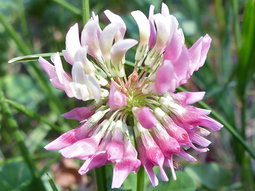 Alsike Clover; Pink flowers of trifolium hybridum, Snow Pass Trail, Yellowstone National Park, Wyoming