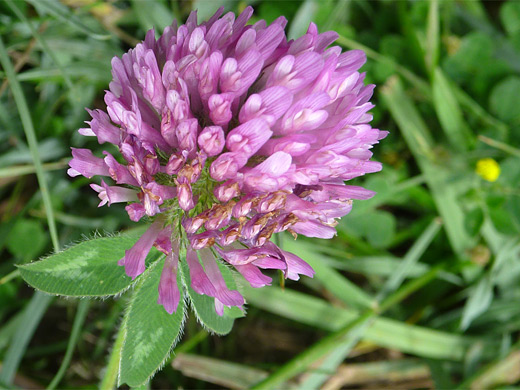 Red Clover; Cluster of tiny pink flowers - trifolium pratense (red clover), Uinta Mountains