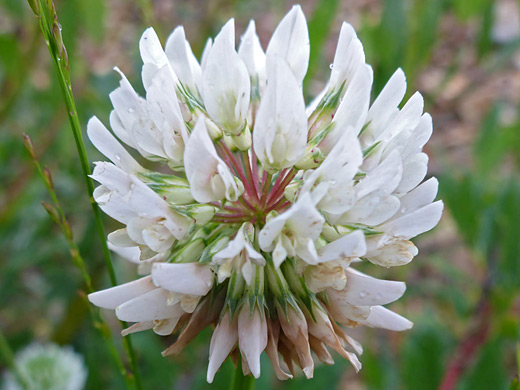 White Clover; Trifolium repens, Red Mountain Pass, San Juan Mountains, Colorado
