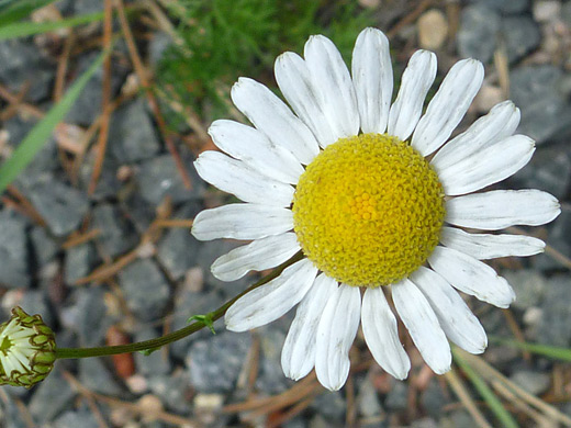 Scentless Mayweed; Flower and bud of scentless mayweed (matricaria perforata), along the Chasm Lake Trail in Rocky Mountain National Park, Colorado