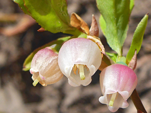 Dwarf Huckleberry; Dwarf huckleberry (vaccinium cespitosum), Columbine Lake Trail, San Juan Mountains, Colorado