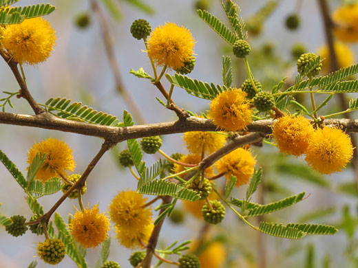 Sweet Acacia; Vachellia farnesiana (sweet acacia), Pima, Arizona