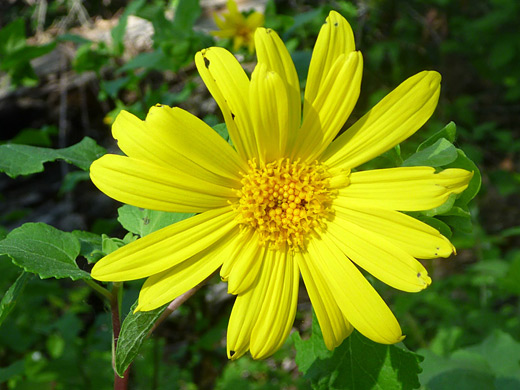 Canyon Sunflower; Yellow flower of the canyon sunflower (venegasia carpesioides), along the trail to Gaviota Peak in Gaviota State Park