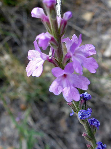 Gray Vervain; Pink flowers - verbena canescens along the Ward Spring Trail, Big Bend National Park, Texas