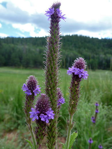 Swamp Vervain; Tall flower stems of swamp vervain (verbena hastata) in Hwy 126 through the Jemez Mountains, New Mexico