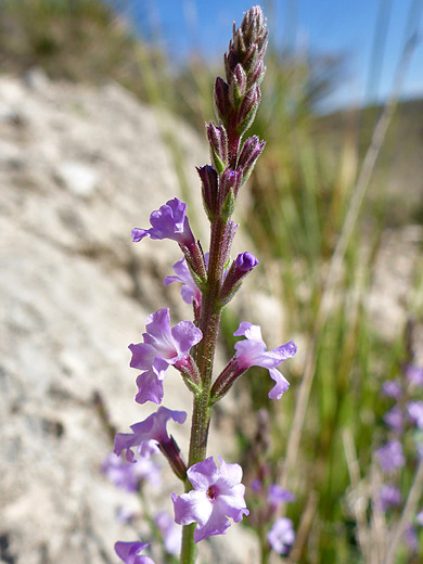 Pin-Leaf Vervain; Vertical inflorescence of verbena perennis - Permian Reef Trail, Guadalupe Mountains National Park, Texas